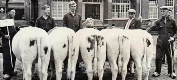 marktplein-veemarkt-vier-afstammelingen-van-e_1038