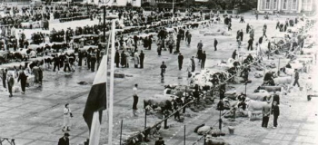 marktplein-veemarkt2_1038