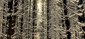 Assel-Hoog-Soeren-12-Febr-2021-14