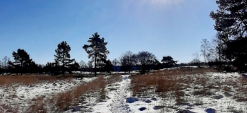 Assel-Hoog-Soeren-12-Febr-2021-4